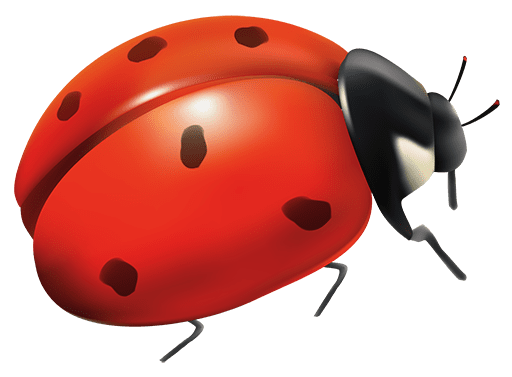 Ladybug