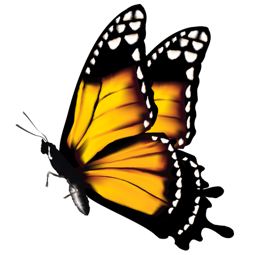 Yellow Butterfly